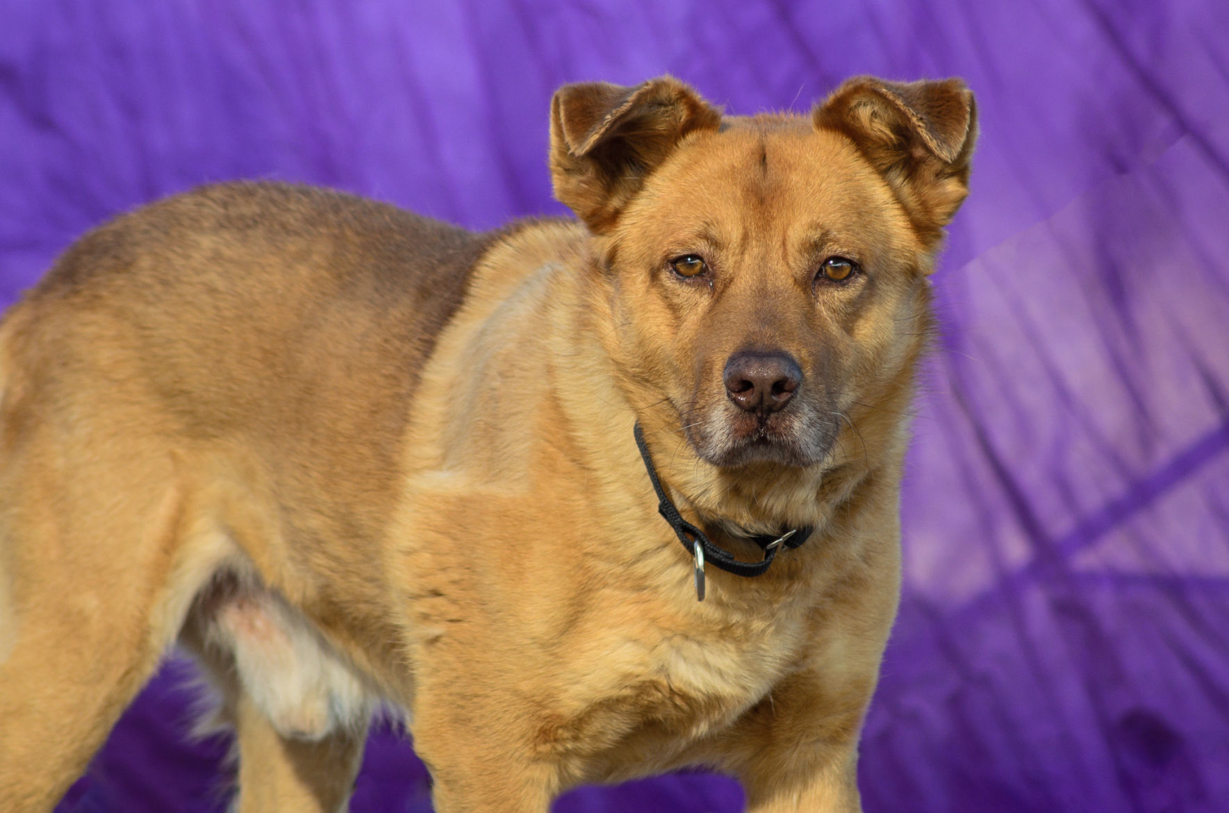 Adopt a friend: Crockett